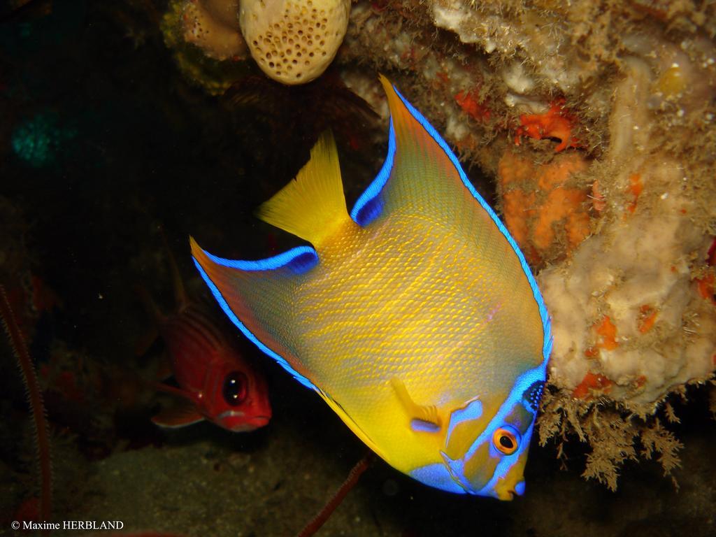 Carribbean Madicreole Au Carbet Villa Le Carbet Buitenkant foto
